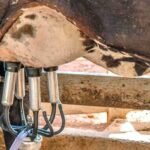 Producao brasileira de leite vai colapsar diz presidente da Faesp