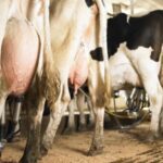 Comissao da Camara debate impactos da importacao de leite no