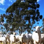 Cooperacao permitira melhoramento genetico do rebanho bovino