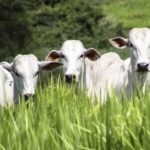 JBS atinge 94 de conformidade nas compra de gado na