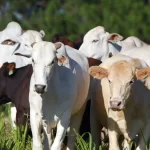 Operacao contra roubo de gado deixa dois mortos em MS