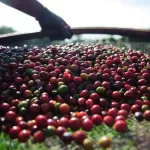 Sebrae Minas desenvolve acoes para melhorar qualidade do cafe