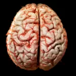 Tamanho das sinapses pode ser uma das causas da esquizofrenia