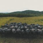 Bufalos geram R 397 milhoes para o Parana