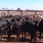 Confinamento de bovinos fica estavel pela primeira vez desde 2015