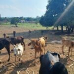 Pecuarista e preso por maus tratos a gado em Mato