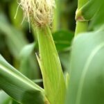 exportacoes de milho devem cair 1390 na safra 202324