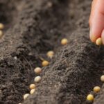 Como fazer um canteiro de germinacao de sementes de soja