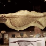 Os 10 maiores destaques da paleontologia em 2023