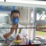 Pesquisadores brasileiros desenvolvem protocolo para acelerar edicao genomica do milho