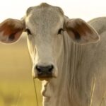 Precos do boi gordo avancam no Brasil confira
