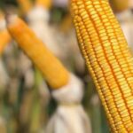 Precos do milho sobem quase 8 em novembro confira cotacoes