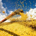 Relatorio do USDA corta estimativa de producao de soja para