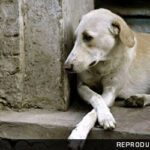 Aplicativo de hospedagem animal deve indenizar por fuga de cachorro