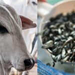 Brasil ja pode exportar bovinos vivos ao Paquistao e alevinos