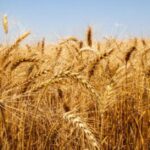 China abre mercado para importacao do trigo argentino