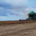 Colheita da soja atinge 11 da area no Brasil diz