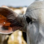 Pecurista oferece R 10 mil por informacoes de gado roubado