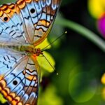 Qual e a diferenca entre borboleta e mariposa