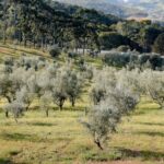 Serra da Mantiqueira deve produzir mais azeite de oliva em