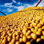 USDA reduz a estimativa de producao da soja brasileira