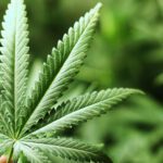Audiencia publica discutira uso de cannabis para producao de medicamentos