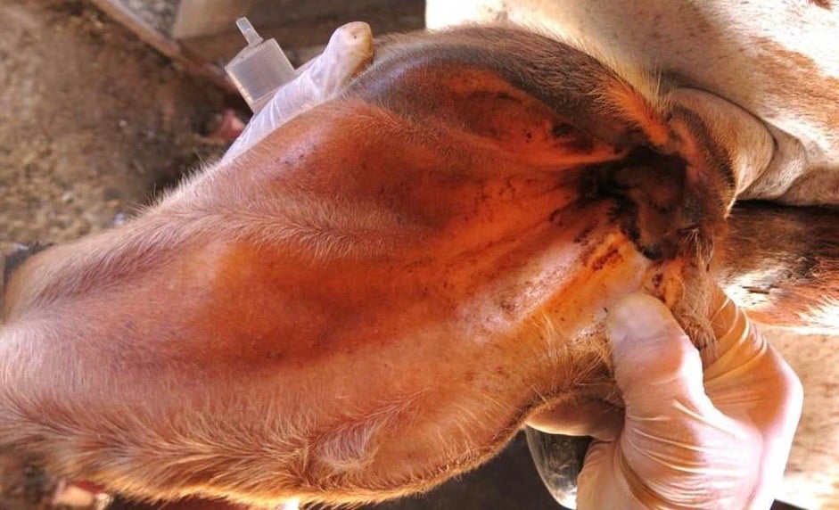 Epamig desenvolve pesquisa para auxiliar no controle da infeccao de ouvido em bovinos da raca Gir 2.