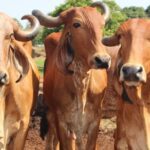 Estudos podem auxiliar controle da infeccao de ouvido em bovinos