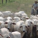 Precos do boi seguem em patamares mais baixos no Brasil