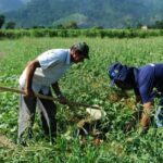 Governo libera R 606 milhoes para agricultores de 632 cidades
