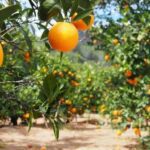 Onda de calor prejudica safra de laranja no Brasil e