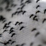 Opas alerta para pior temporada de dengue da historia da