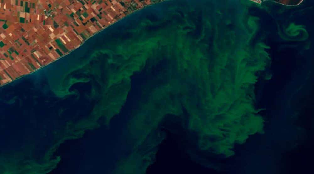 floracao de algas toxicas nasa