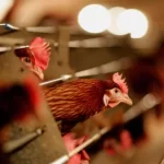Poucas pessoas tem imunidade a gripe aviaria H5N1 aponta estudo.webp