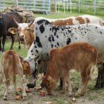 Vacas com gripe aviaria morreram em cinco estados dos EUA