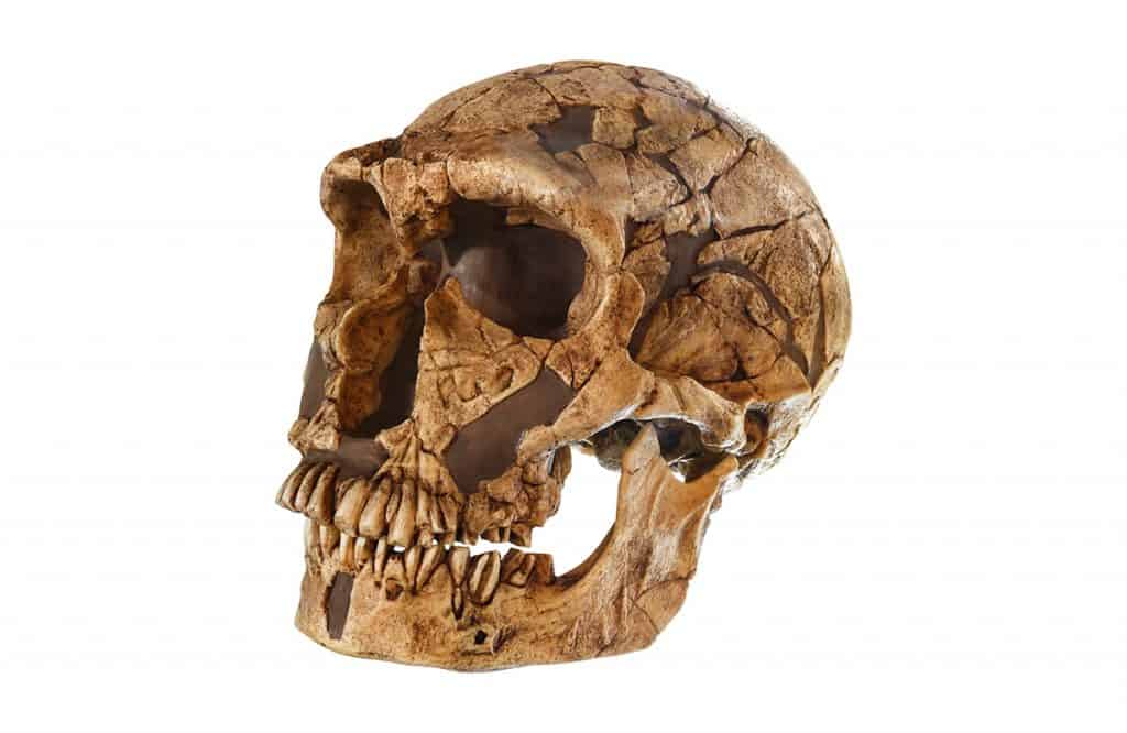 cranio neandertal