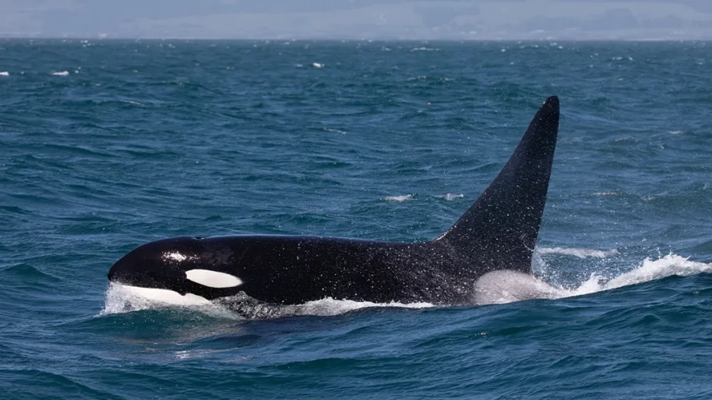 orca 1